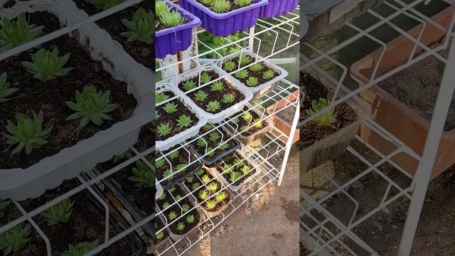 Молодило шароносное. смотреть онлайн