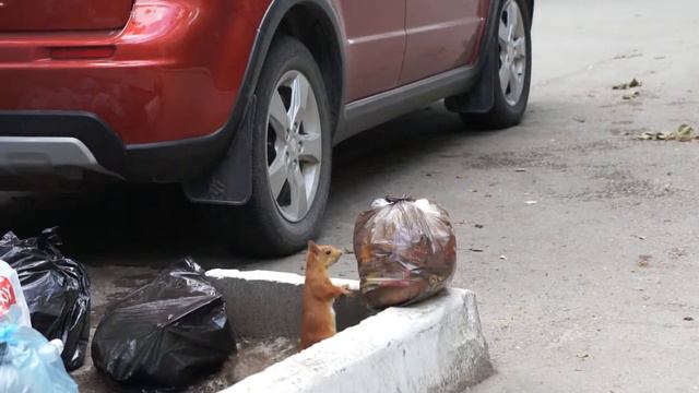 Белка на Морском проспекте