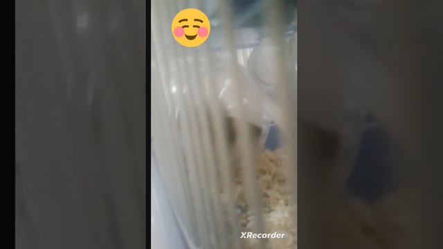 завела себе хомячка , что он сейчас делает смотреть онлайн