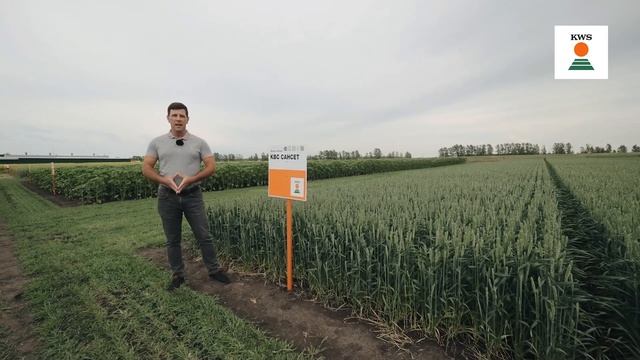 Обзор сортов яровой пшеницы KWS 2023 смотреть онлайн