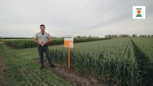 Обзор сортов яровой пшеницы KWS 2023