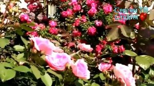 Не рвити розу в 17 лет