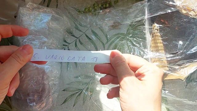 Мини-распаковка долгожданных растений. Пополнение моей коллекции ? смотреть онлайн