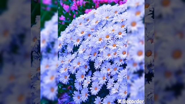 С днем рождения кума ! смотреть онлайн