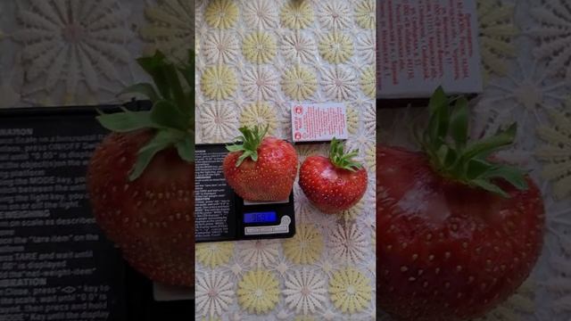 Один из самых крупных сортов земляники садовой ( клубники)Гигантелла Максима смотреть онлайн