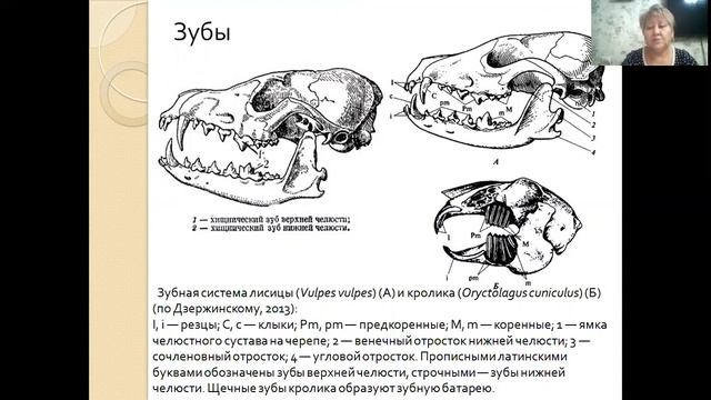 Хищные млекопитающие смотреть онлайн