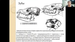 Хищные млекопитающие