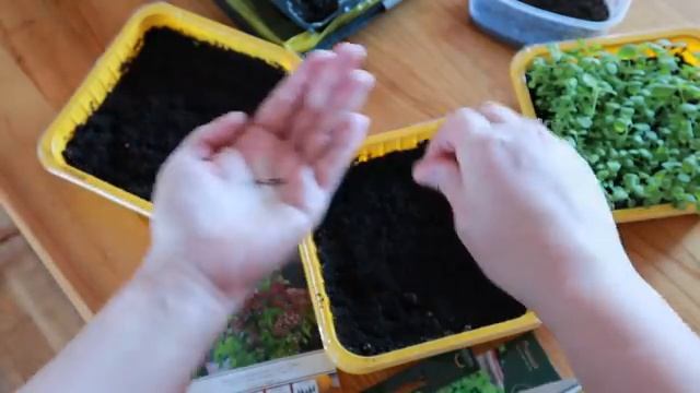 Что на моих подоконниках? / Обзор рассады 1-го апреля