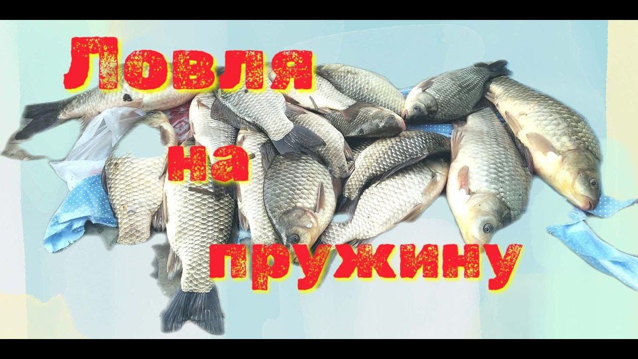 Ловля карпа карася на пружину рыбалка на фидерная снасть смотреть онлайн