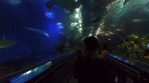 САМЫЙ НЕОБЫЧНЫЙ ОКЕАНАРИУМ В ШАНХАЕ!