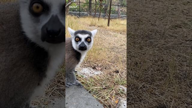 Georgia #Tbilisi# #Zoo# #Грузия# #Тбилисский# #зоопарк# #Georgia# #Tiflis# #zoológico# смотреть онлайн