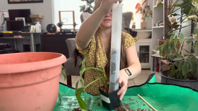 Repot With Me 🪴 Repotting My Smallest Plants And Giving Them Moss Poles - Houseplant Repotting