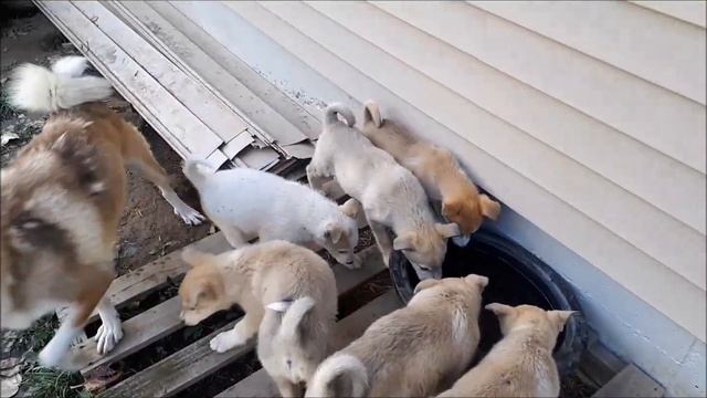 West Siberian Laika pups in BC смотреть онлайн