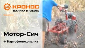 Мотоблок Мотор Сич и картофелекопалка