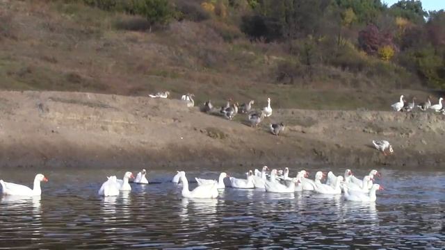@Гусь домашний, содержание гусей на реке смотреть онлайн