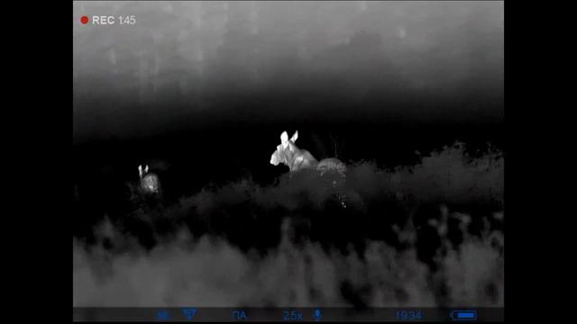 Гавкающая корова смотреть онлайн