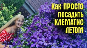 Как ПРОСТО посадить КЛЕМАТИС ЛЕТОМ! 100% приживаемость и БЫСТРОЕ ЦВЕТЕНИЕ!