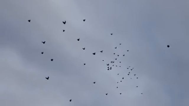 Николаевские голуби г.Саки в гостях у Паши 4 смотреть онлайн