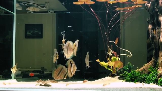 Аквариум с дикими дискусами и альтумами от Bạch Văn Tín смотреть онлайн
