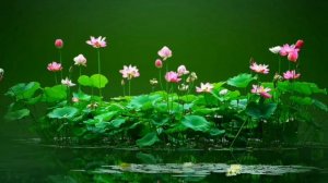 Релакс. Роберт Адамс стать спокойным