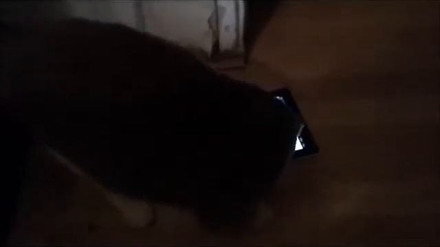 Моня играет в компьютерные игры смотреть онлайн