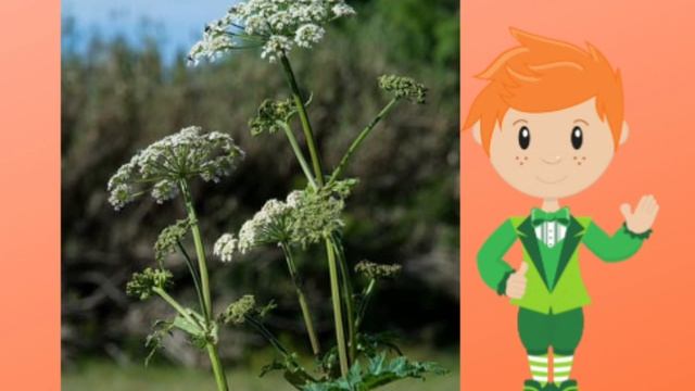 4️⃣0️⃣ЯДОВИТЫЕ Растения / Какие Растения НЕЛЬЗЯ брать / Говорит Азюня. Аудиостих. смотреть онлайн