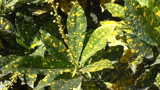 AUCUBA: Aucuba japonica (www.riomoros.com) смотреть онлайн