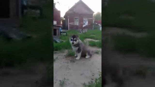 Хаски и просто милые щенки! смотреть онлайн