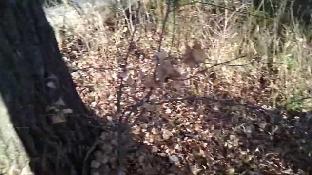 Что за грибы растут высоко на дереве с ножкой и шляпкой смотреть онлайн