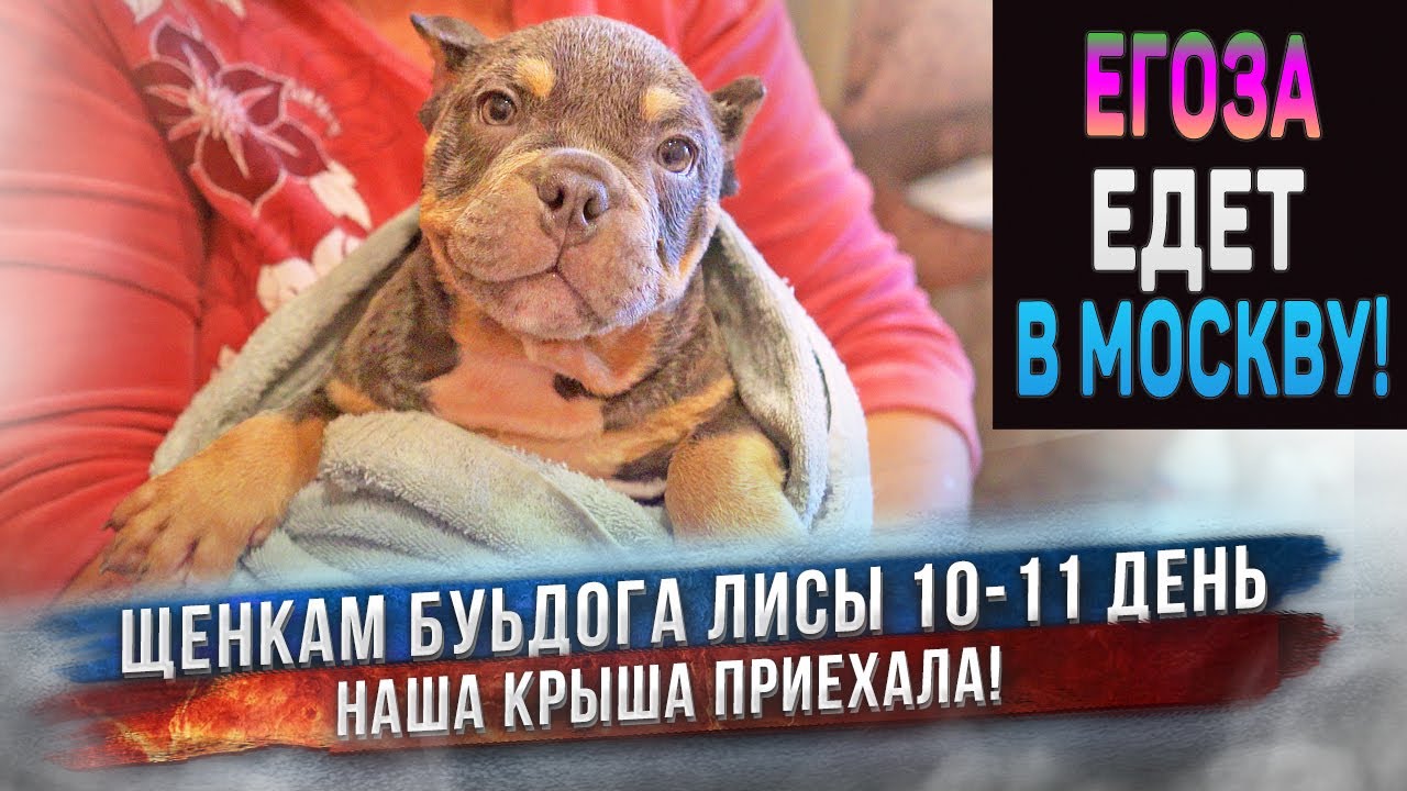 Самый шустрый щенок едет в Москву! Как бульдог Лиса и её щенки? Что нового на стройке питомника? смотреть онлайн