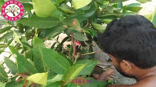 RED WATER APPLE PLANTS GRAFTING IS RUNNING || ALL TYPES FRUITS  PLANTS AVAILABLE  ALL INDIA SUPPLIE