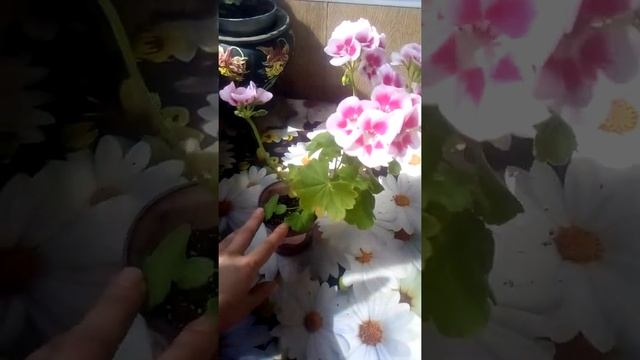 Обзор цветения пеларгонии Americana White Splash смотреть онлайн