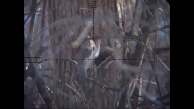 PCP пневматика. Сравнение Edgun Matador 5.5 мм и Benjamin Marauder 6.35 мм на охоте на белок. смотреть онлайн