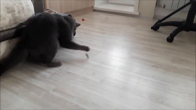 На ужин кошкам горбуша и маслины #dinner_for_cats #fish_for_cats смотреть онлайн