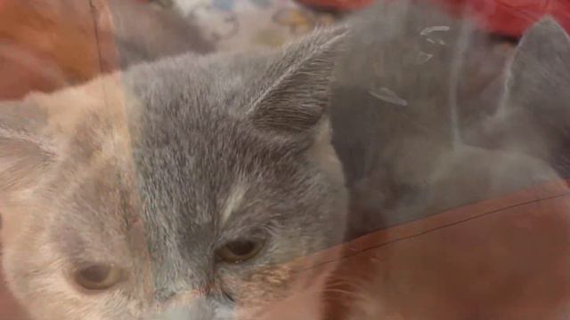 Выставка кошек🐈🐈⬛ смотреть онлайн