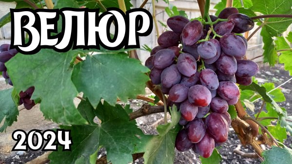 Виноград ВЕЛЮР. Сезон 2024.