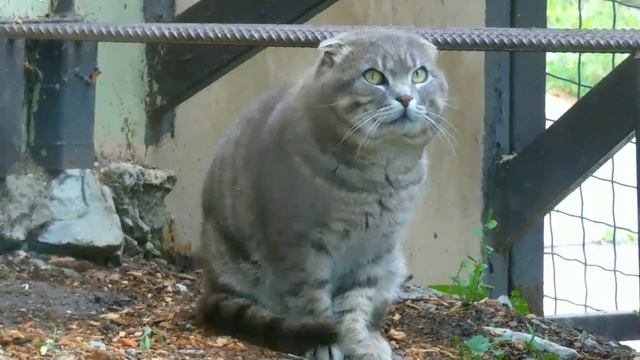 ГЕЛЕНДЖИК 2021 КОШКИ 🐱 ЖИВОТНЫЕ САФАРИ-ПАРКА смотреть онлайн
