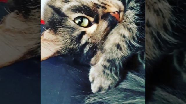Кошка стесняется😄 смотреть онлайн