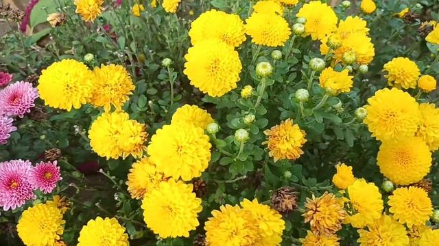 28 сентября 2022 г. Хризантемы -мультифлора. смотреть онлайн