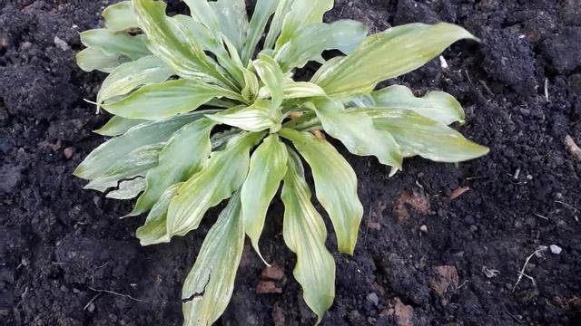 #hosta #WhiteFeather #сад #хоста #белаяхоста / Белая хоста Вайт Фезер(лат.hosta White Feather) лето смотреть онлайн