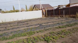 Дождеватель   для огорода ,какой выбрать !! мой опыт !! 500 -700рублей