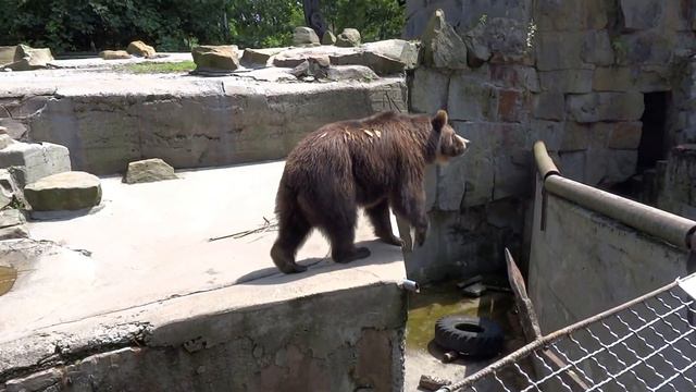 Brown bears in the Kaliningrad Zoo смотреть онлайн