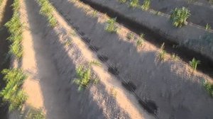 Капельный полив для картофеля