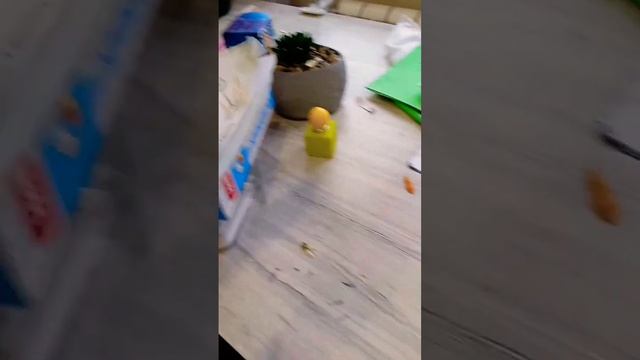 потом надо протереть пыль из чехла смотреть онлайн