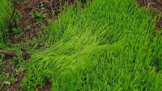 ТРАХТЕМИРОВ смотреть онлайн