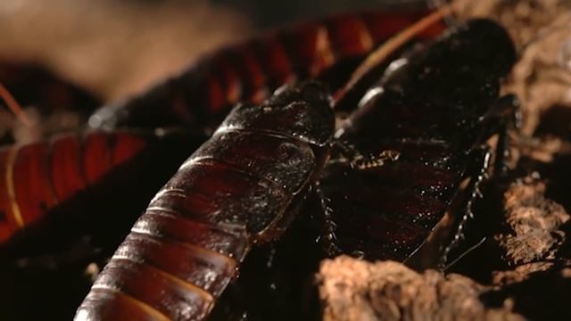 ДИНОЗАВРЫ ЖИВЫ! ДРЕВНИЕ СУЩЕСТВА ДОЖИВШИЕ ДО НАШИХ ДНЕЙ. смотреть онлайн