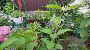 Гортензия  древовидная   Пинк Аннабель (Pink Annabelle)???