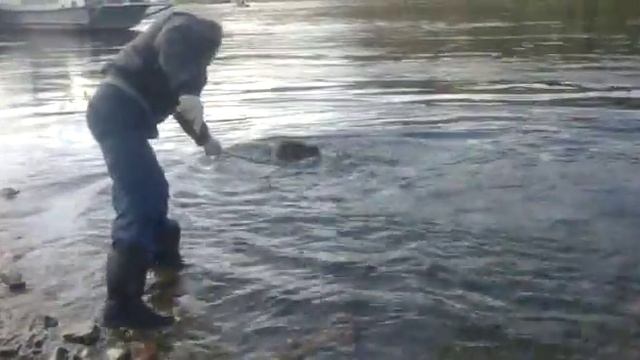 Сибирь Медведи в городи, медведица маша стала домашним питомцем смотреть онлайн