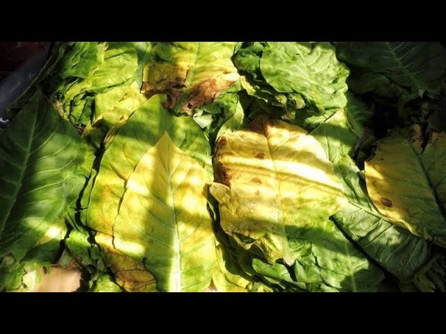 Выжелчивание- томление табачного листа в домашних условиях. смотреть онлайн