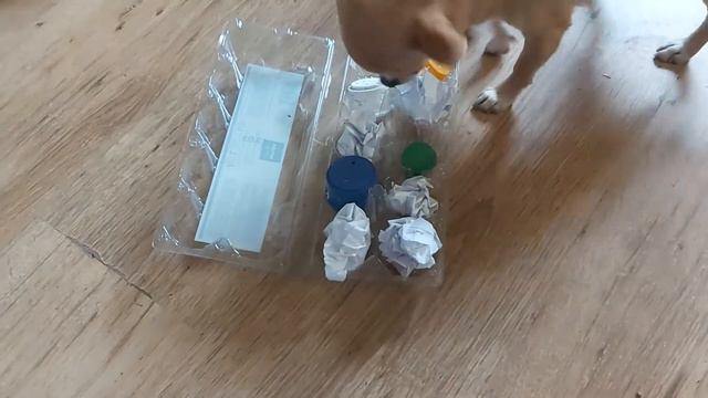 Коробка из под яиц для игры с собакой смотреть онлайн